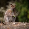 Klokan rudokrky - Macropus rufogriseus - Bennett's wallaby 1364